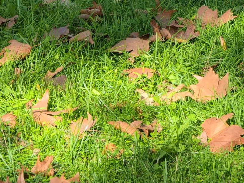 Jesenji radovi uključuju provetravanje, đubrenje, poslednje košenje, zalivanje i pripremu za zimsku setvu.